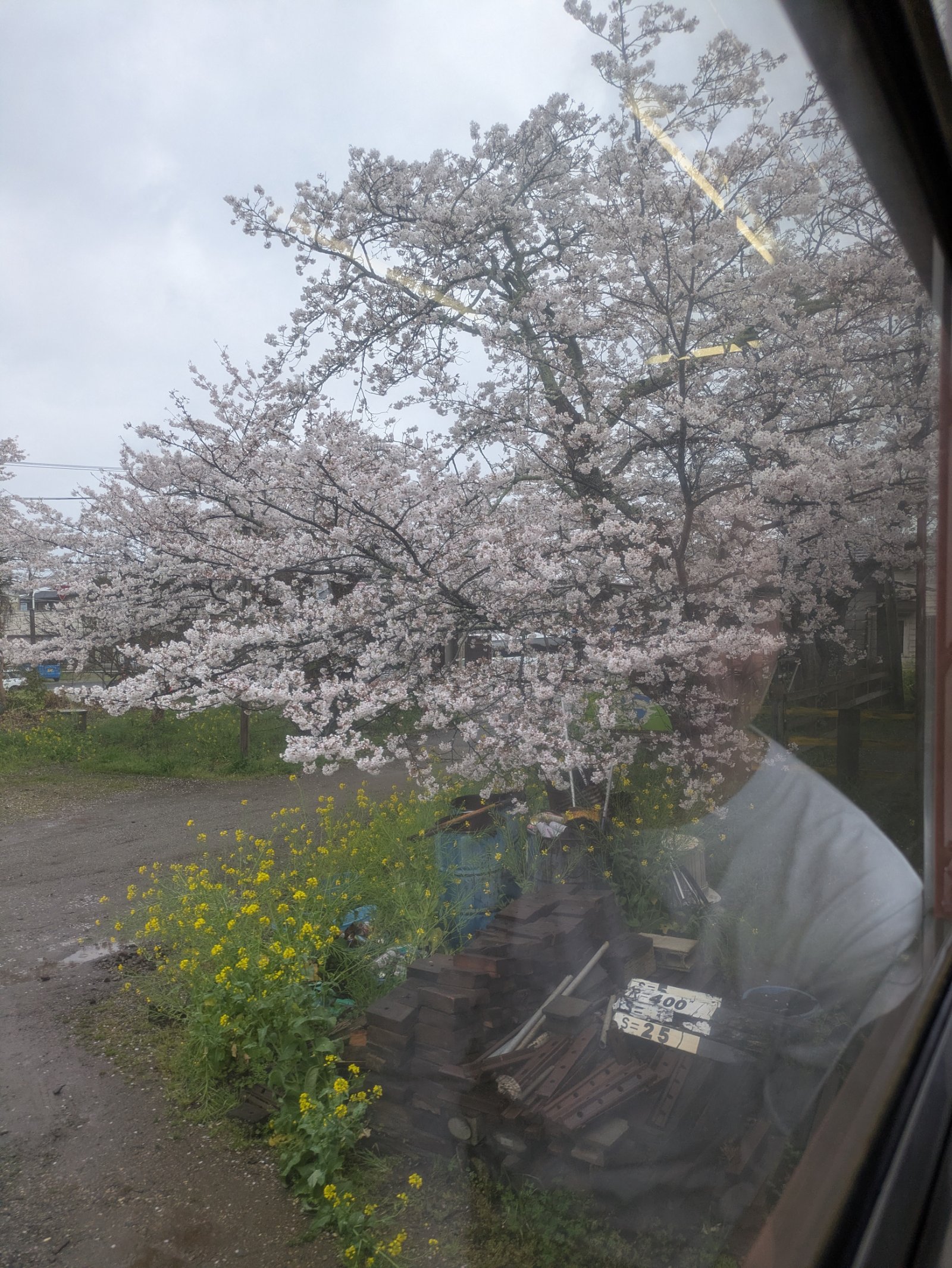 小湊鉄道の車窓から見た満開の桜と菜の花、曇り空の線路脇