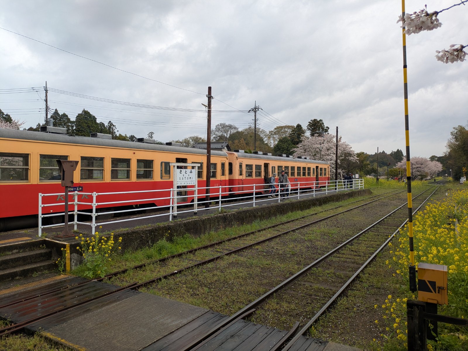 桜と菜の花が咲く里見駅に停まる小湊鉄道のオレンジと赤の気動車、曇り空