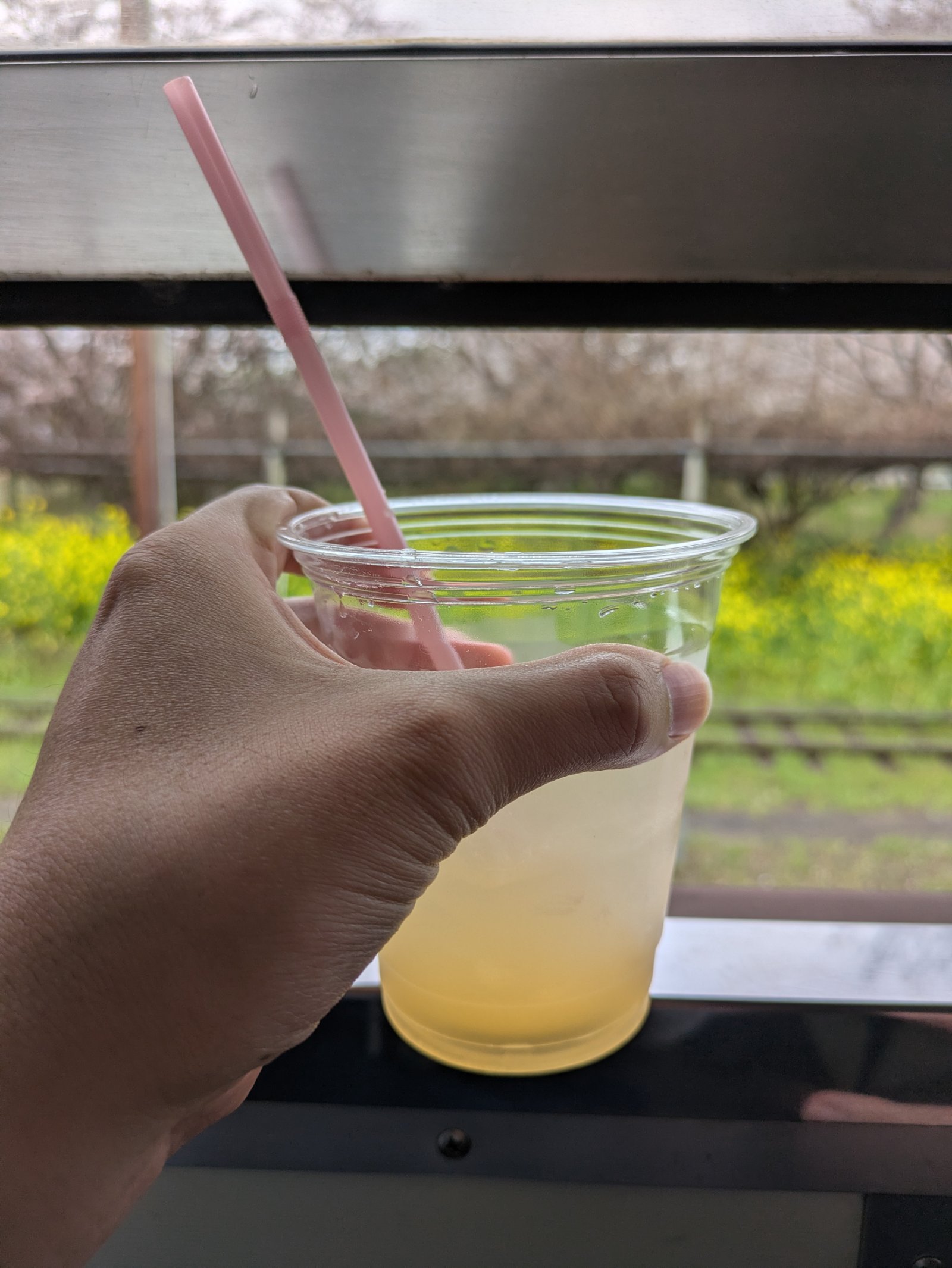 列車の窓辺で手に持った梅ジュースのカップ、窓の外に桜と菜の花