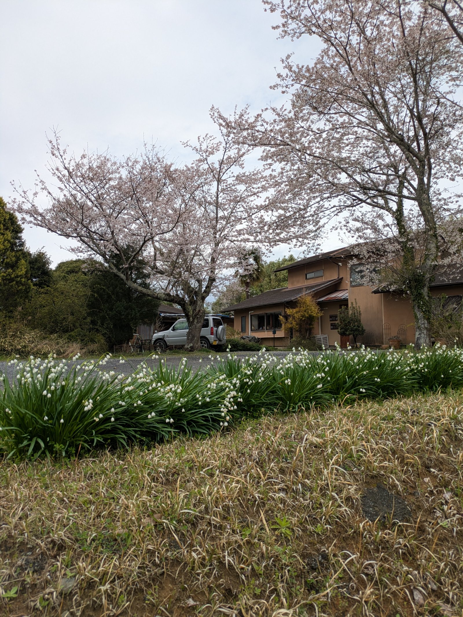 曇り空の下、満開の桜の木と民家の前に咲く白いスノーフレーク
