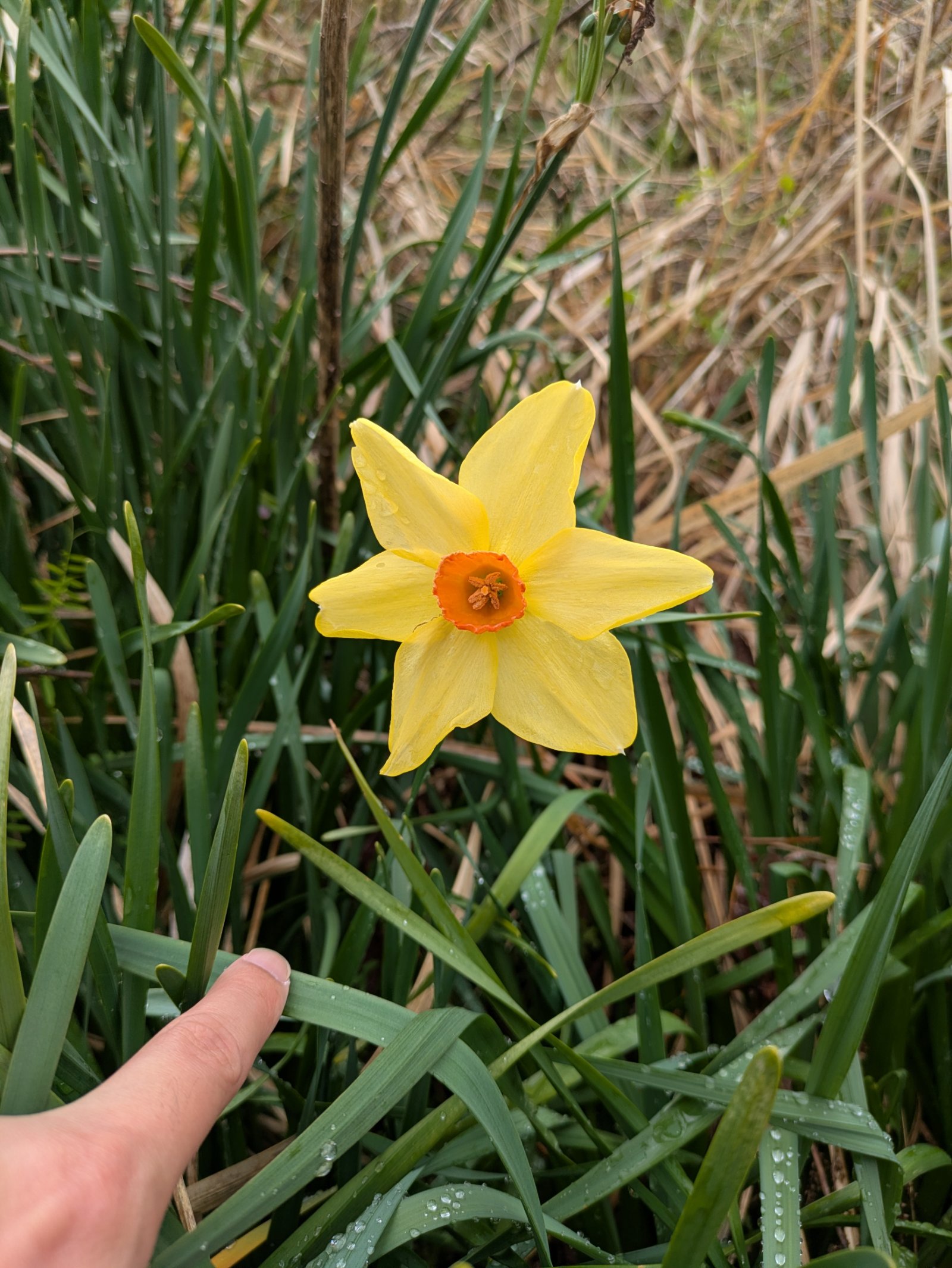 雨粒の残る細い葉の間に咲く、オレンジ色の副花冠をもつ黄色い水仙と指差す手