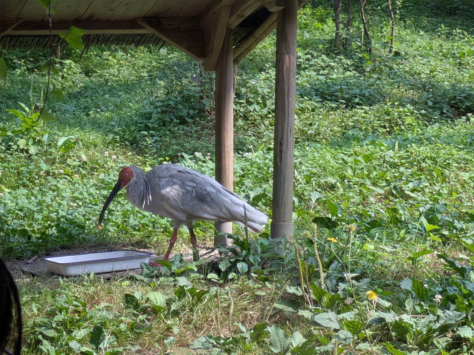 緑の草地で白い水入れのそばを歩く、赤い顔と黒く長いくちばしのトキ