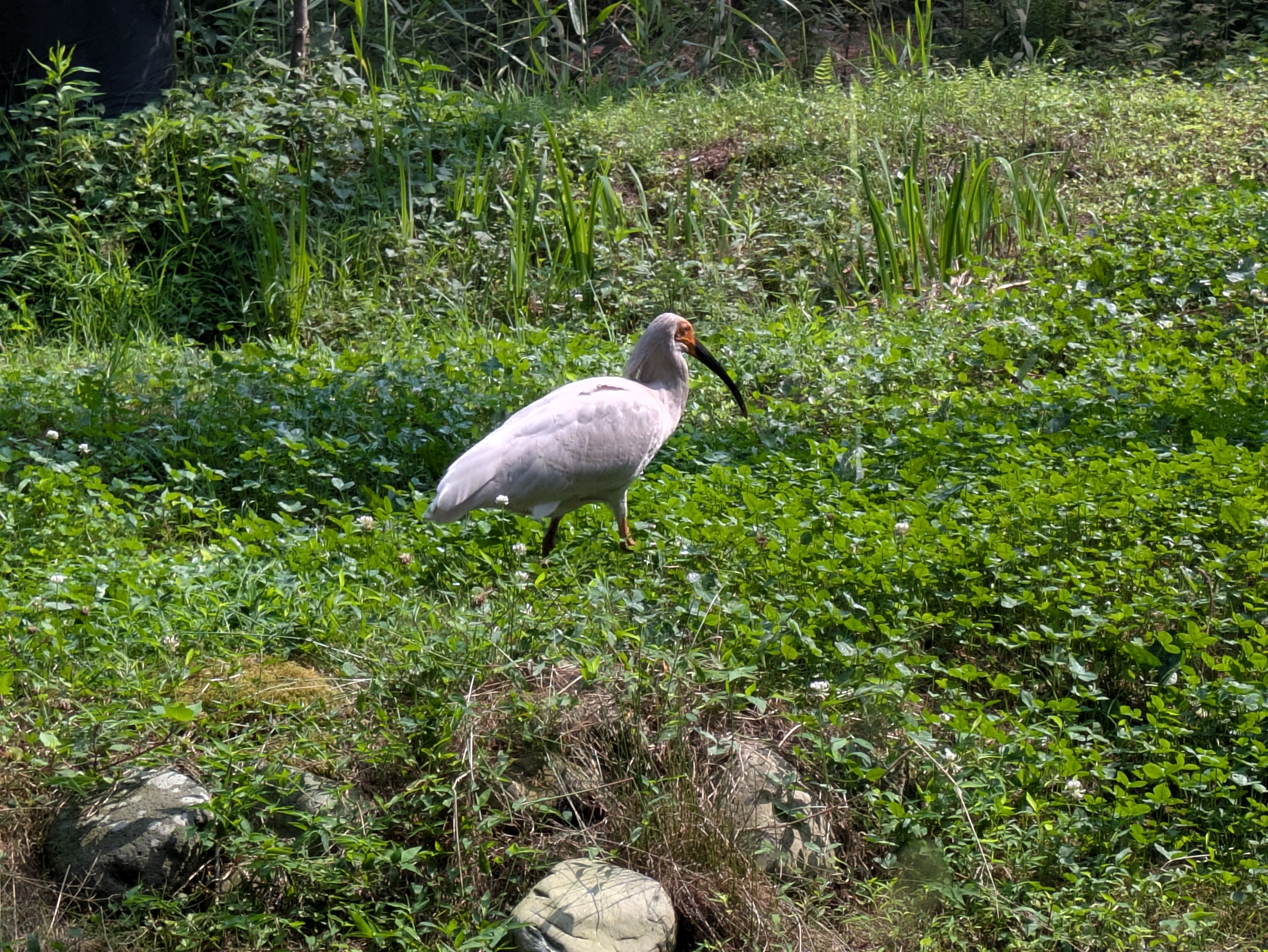 トキの森公園で緑の草地を歩く白いトキ