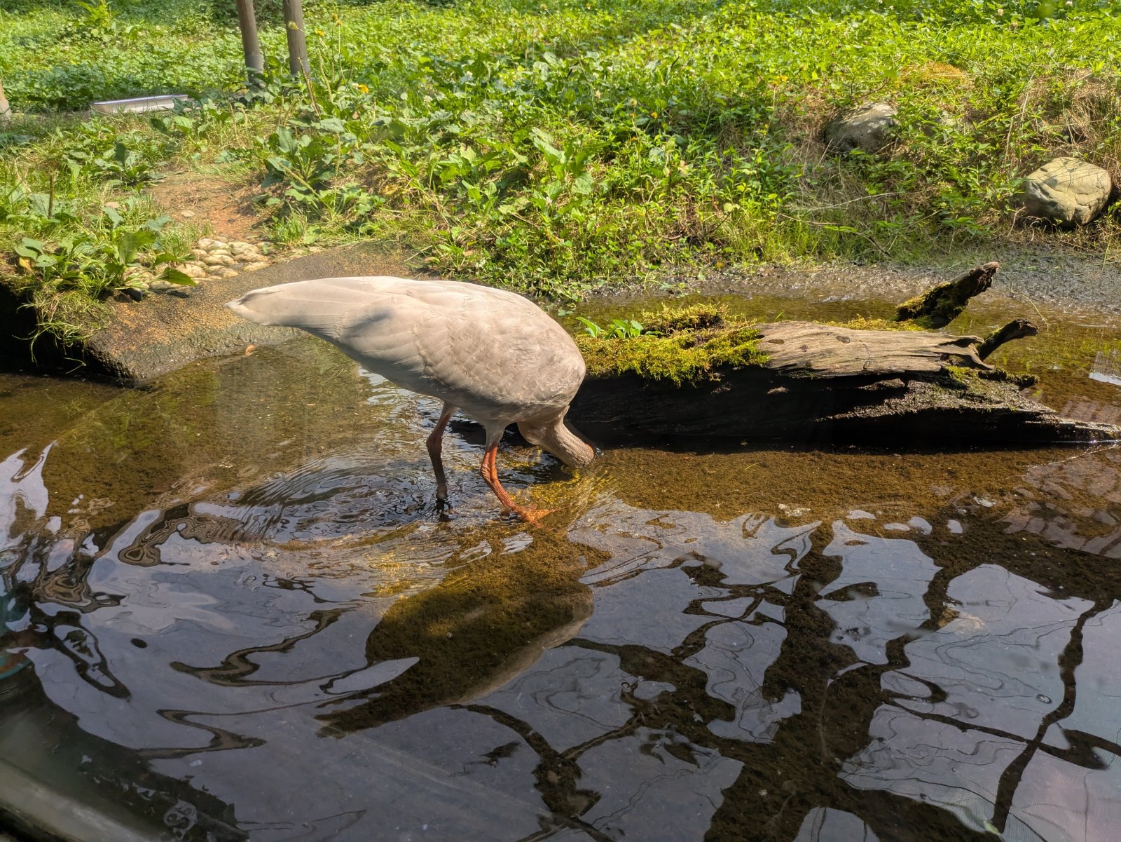 浅い水場に頭を入れて餌を探すトキ、佐渡島のトキの森公園