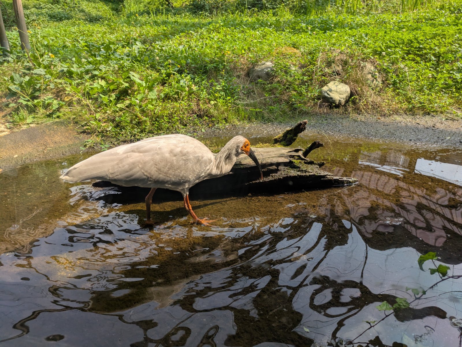 トキの森公園の浅い水場で、朽ちた木のそばに立ち餌を探すトキ