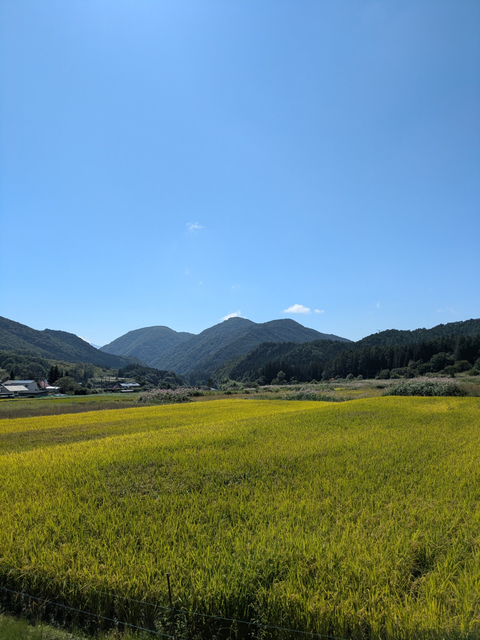 緑の山々に囲まれた黄色く色づき始めた田んぼと青空、奥に点在する民家
