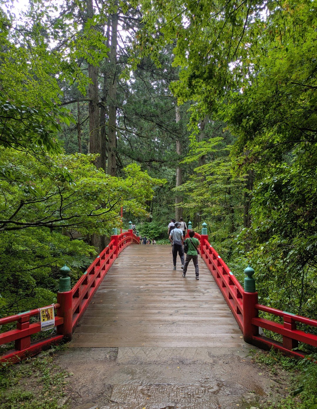 杉木立の中、雨に濡れた羽黒山の赤い太鼓橋を渡る参拝者たち
