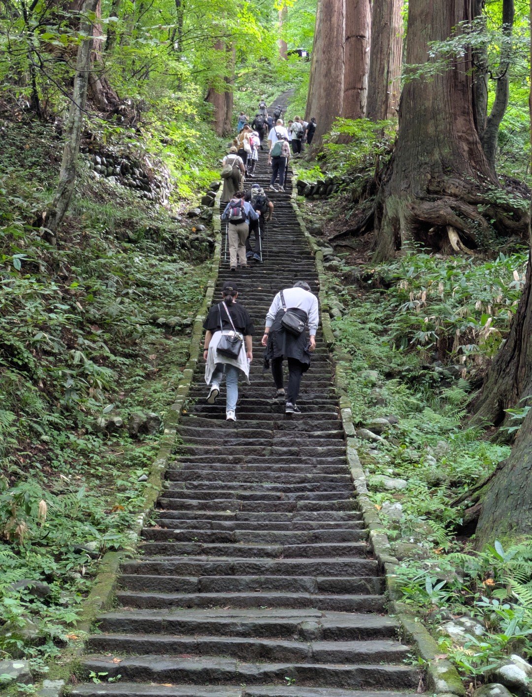 杉の巨木に囲まれた羽黒山の長い石段を登る参拝者たち