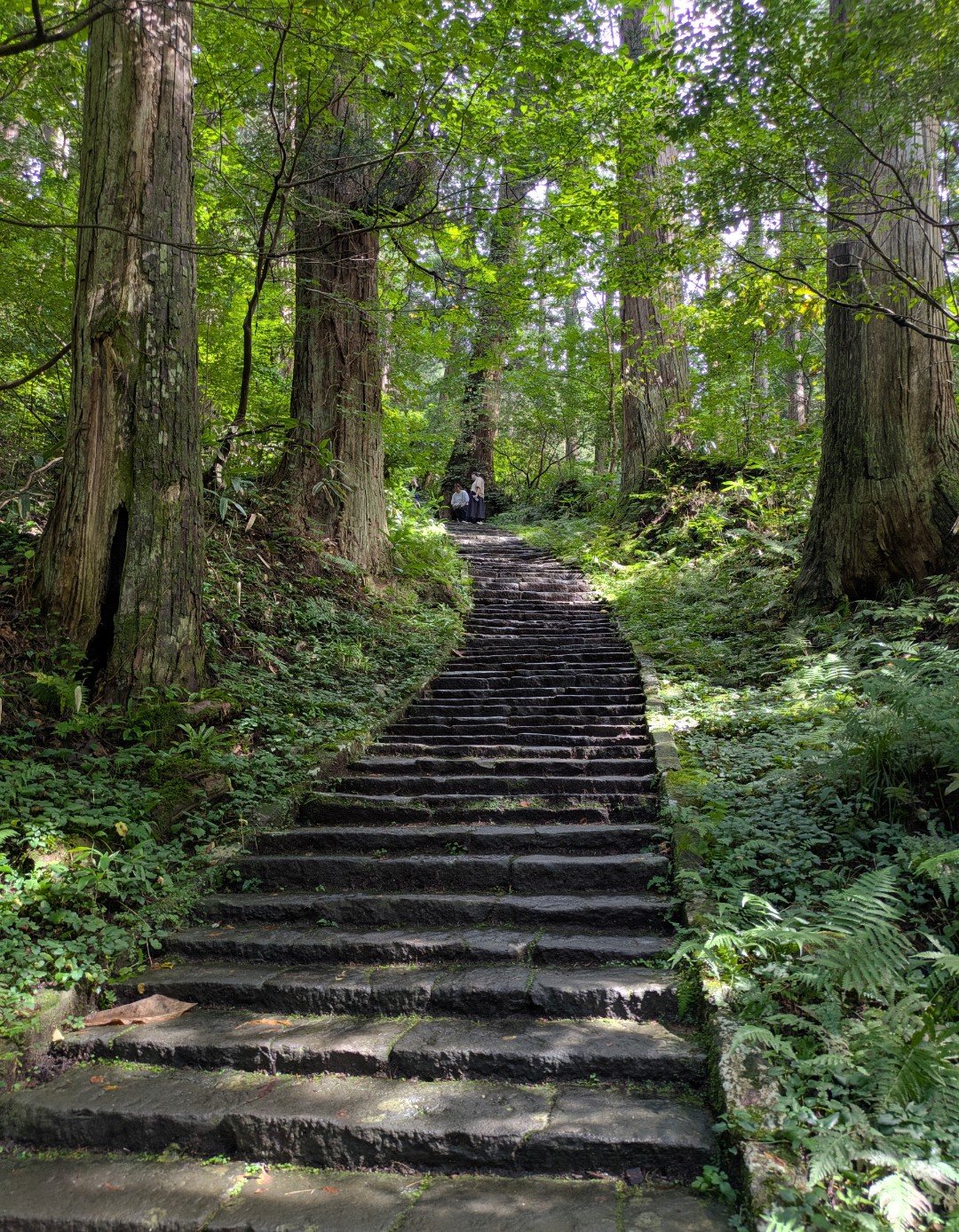 杉の巨木と緑の下草に囲まれて続く羽黒山の石段と、上で休む参拝者