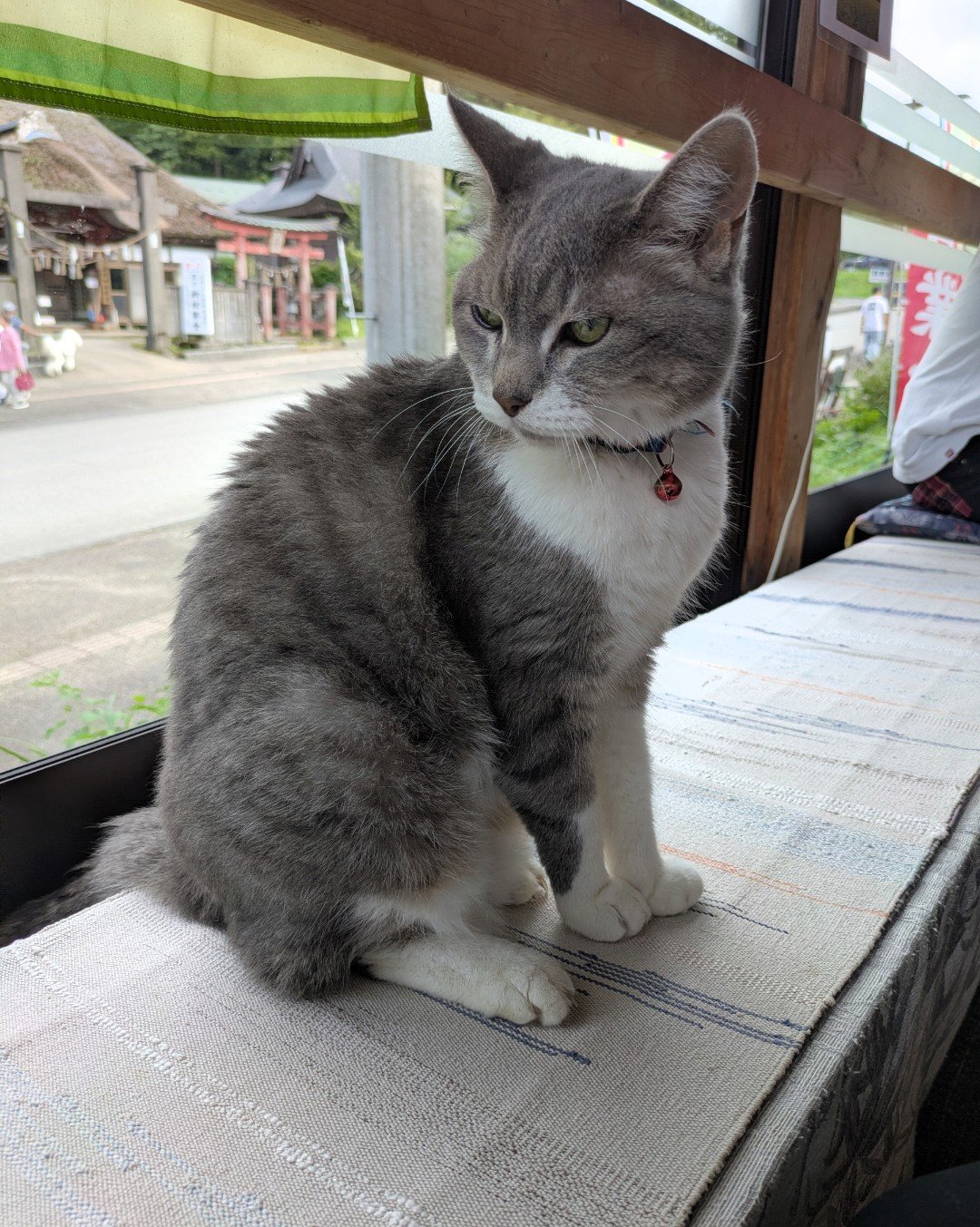 カフェの窓辺の長椅子に座る首輪をつけたグレーと白の猫、窓の外に神社の鳥居