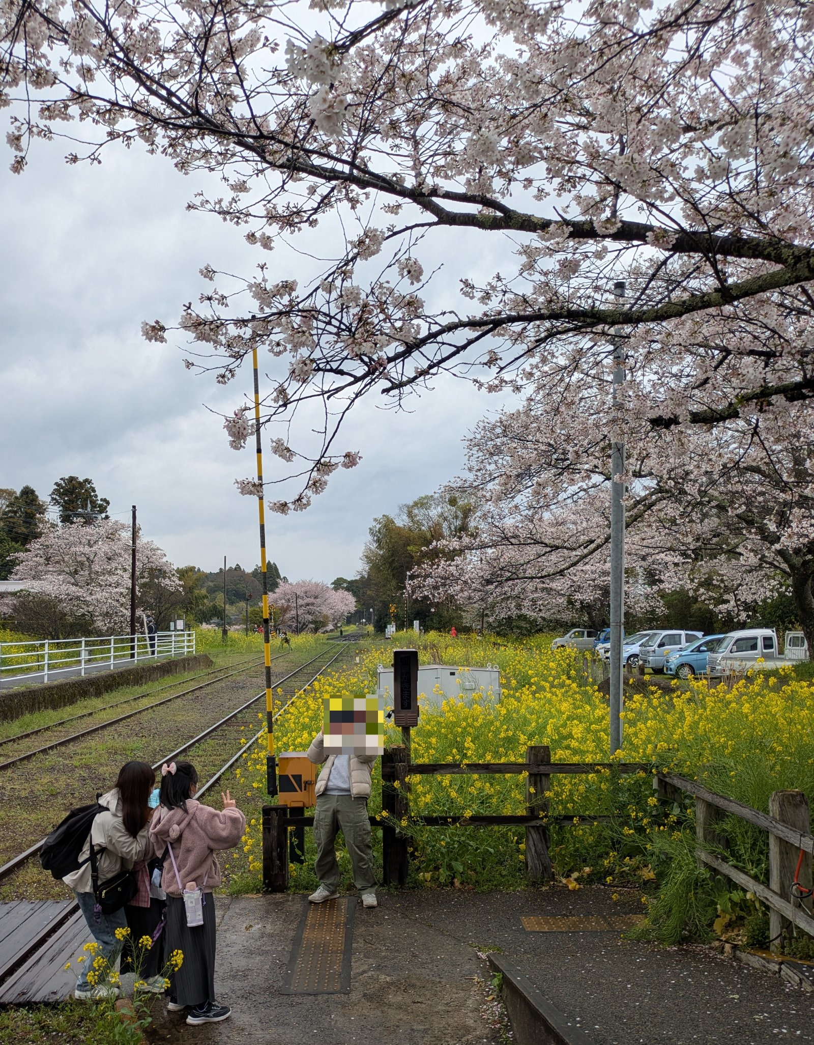 満開の桜と菜の花に囲まれた小湊鉄道の駅ホームと線路、曇り空の下で写真を撮る乗客