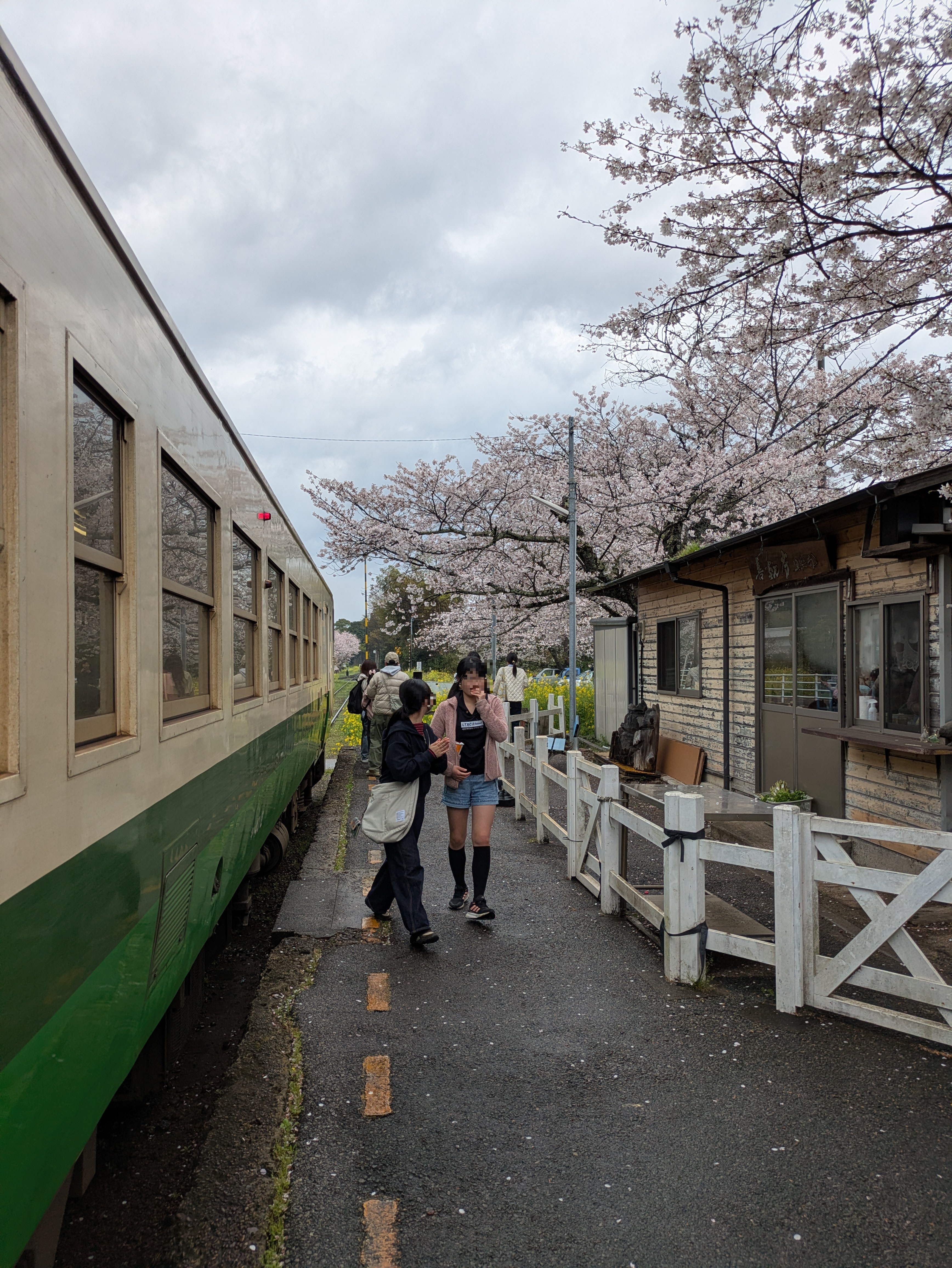 満開の桜の下、小湊鉄道のクリーム色と緑の列車が停まる駅のホームを歩く人々。曇り空の春