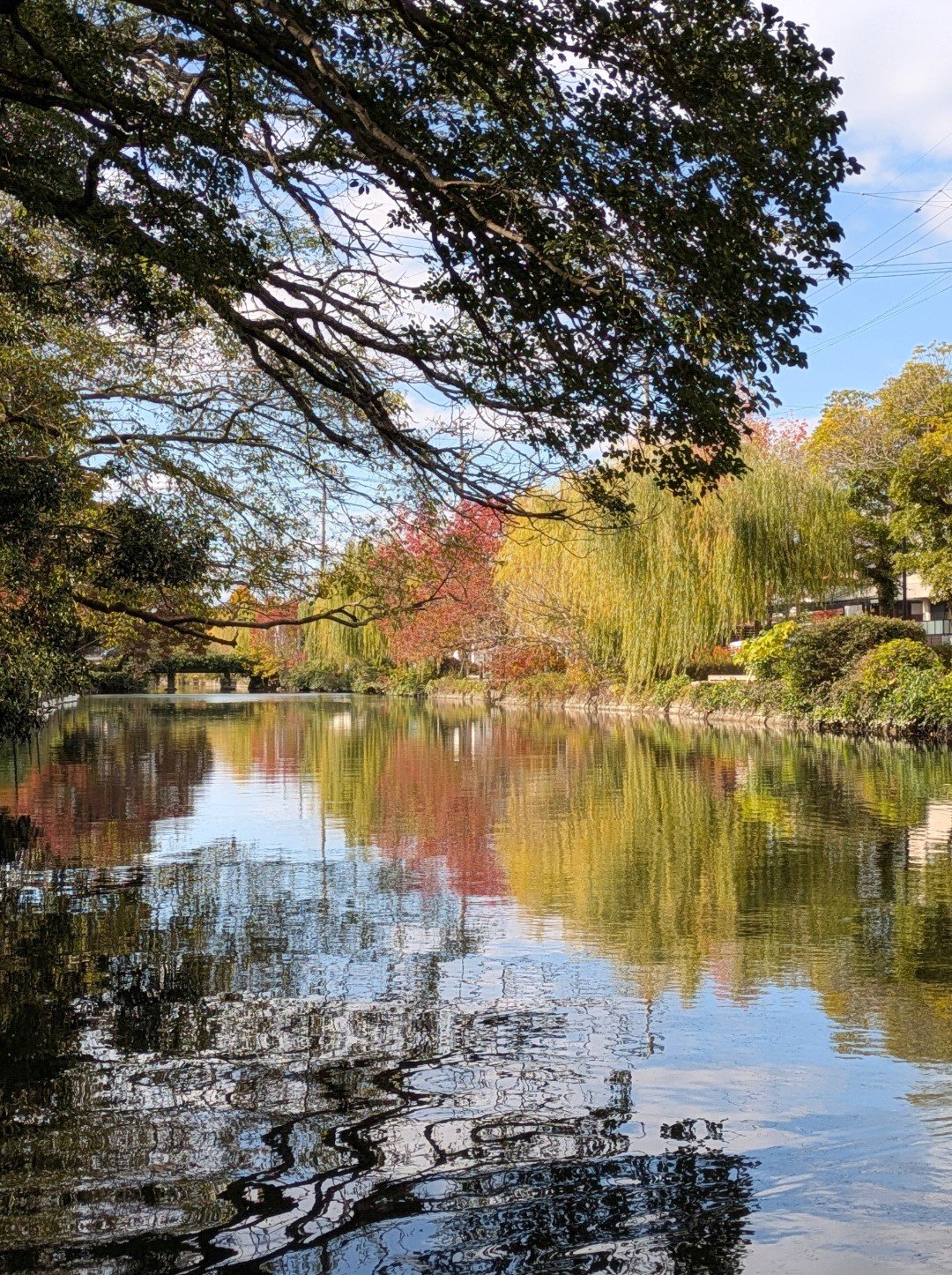 紅葉した木々と柳が水面に映る柳川のお堀、晴れた秋の日