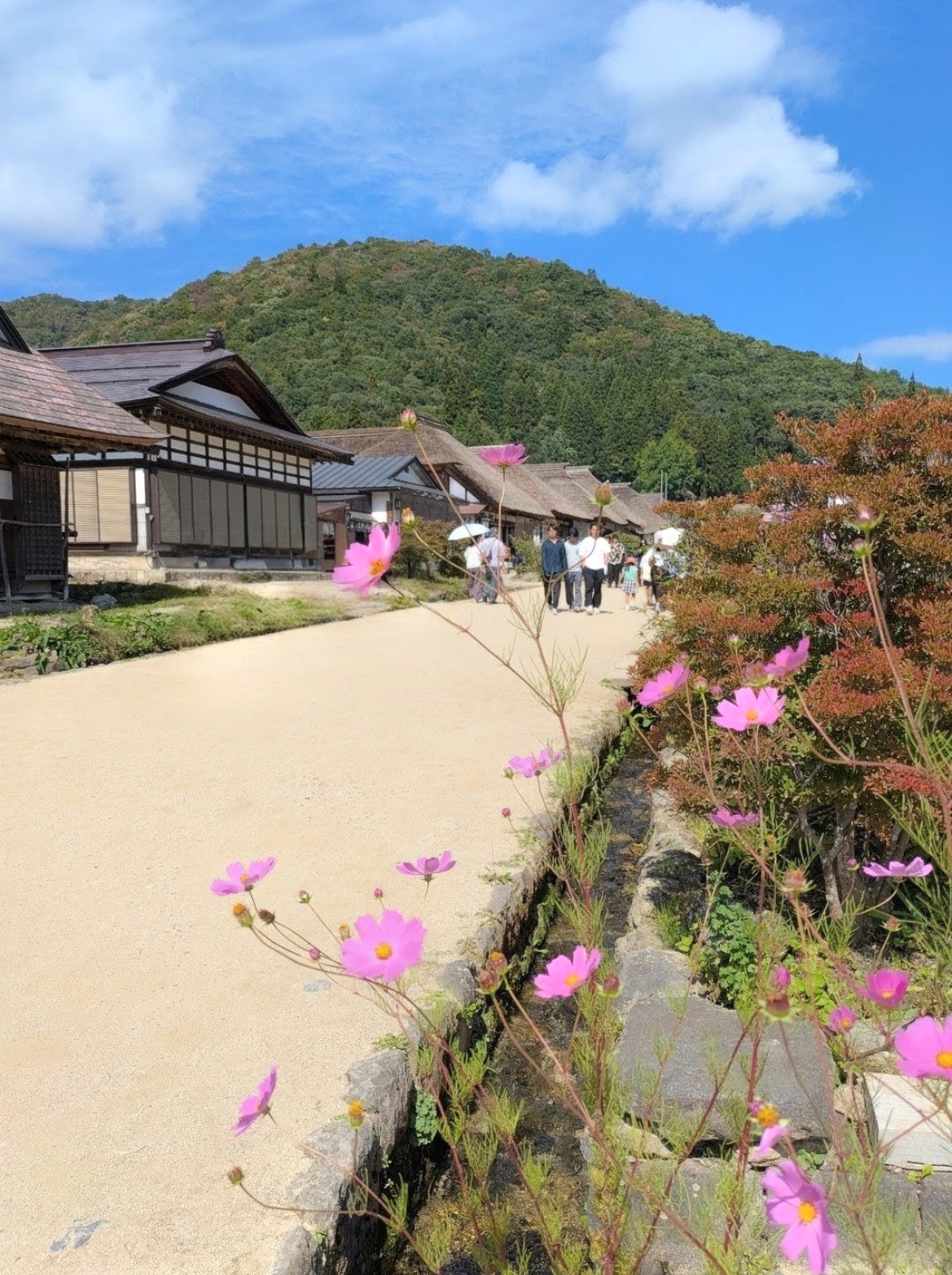 秋桜が咲く水路沿いに茅葺屋根の家が並ぶ大内宿の通りと山